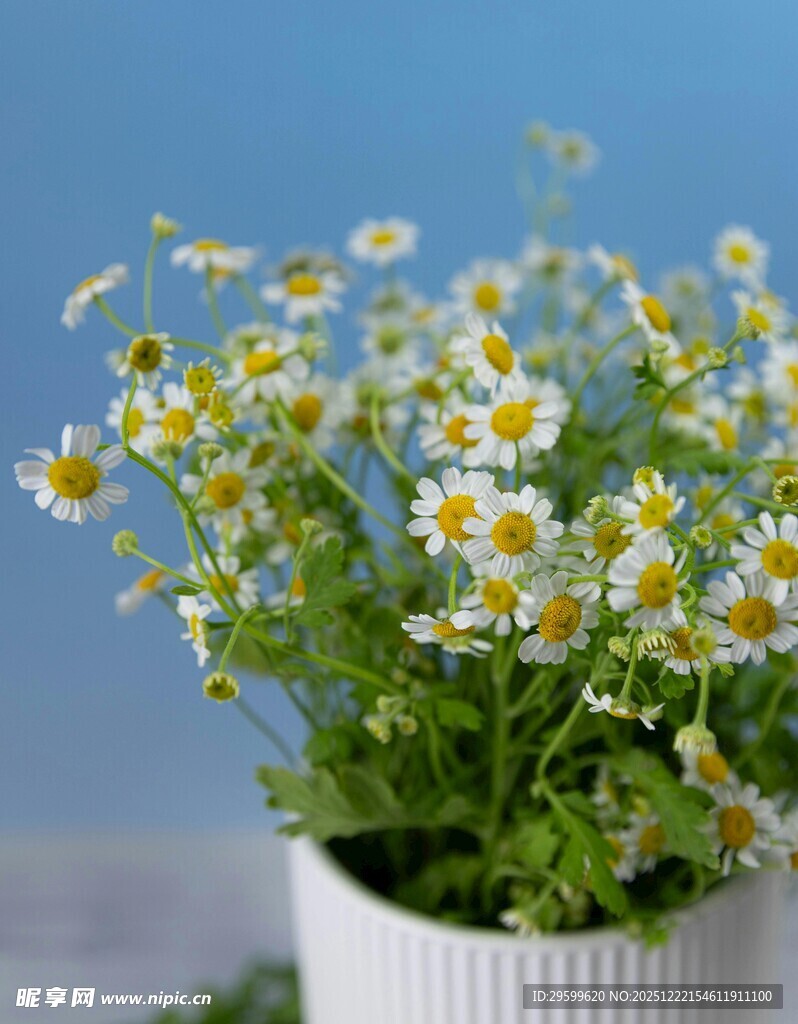 白色花盆中的小雏菊