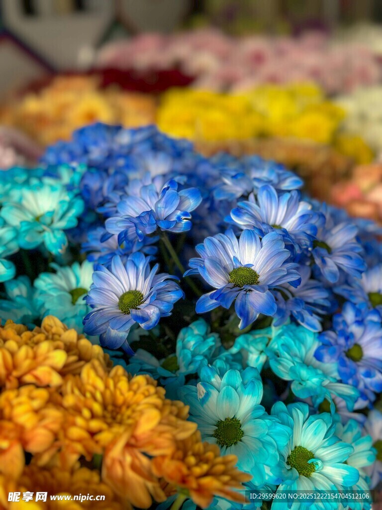 多彩绚丽的花卉组合