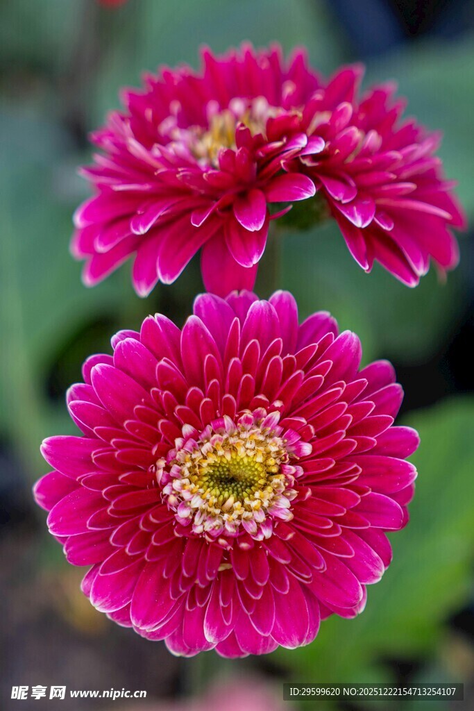 艳丽玫红菊花绽放