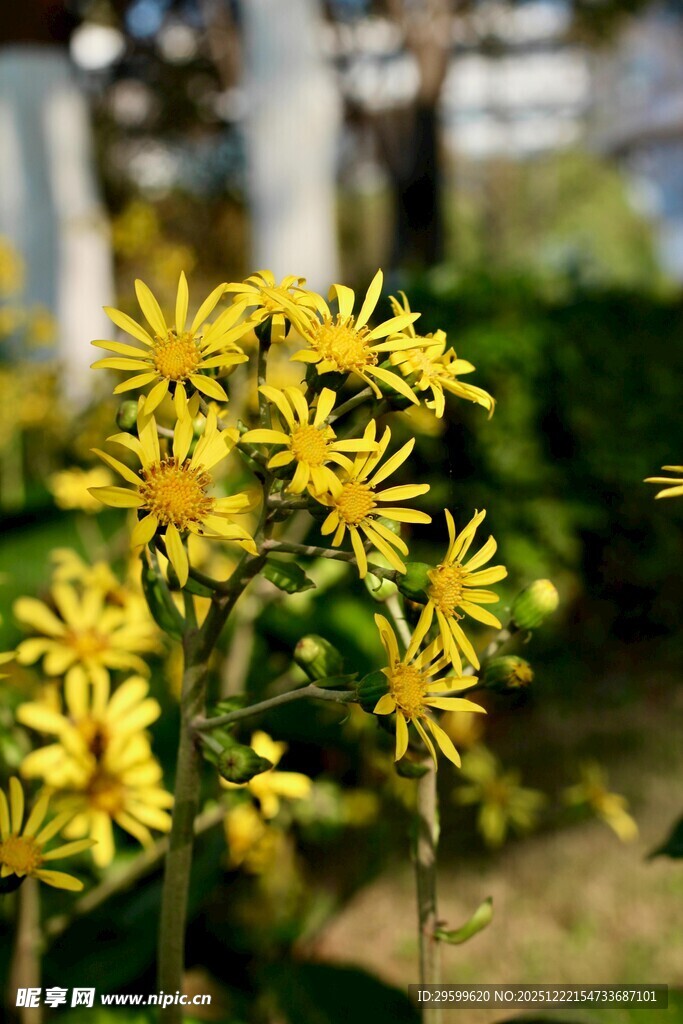 绽放的黄色小花