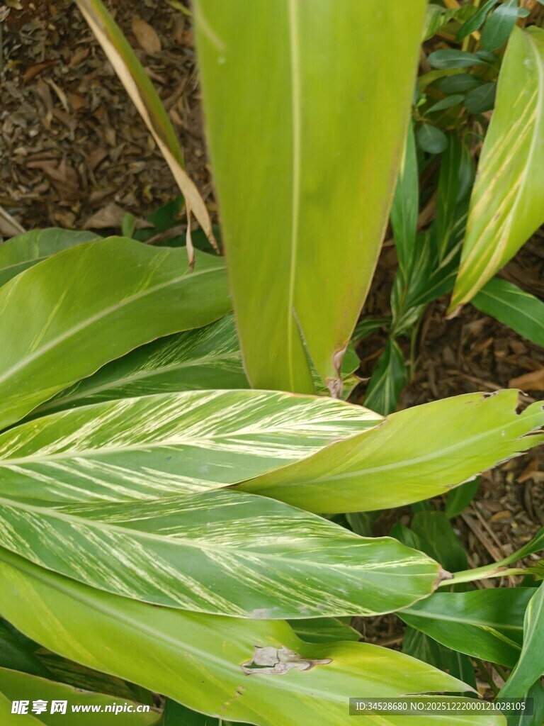 翠绿舒展的热带植物叶片