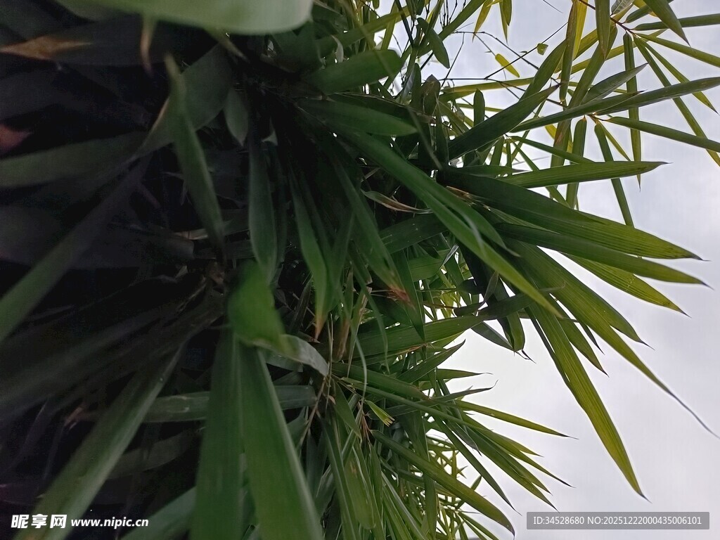 翠绿竹叶展现自然生机