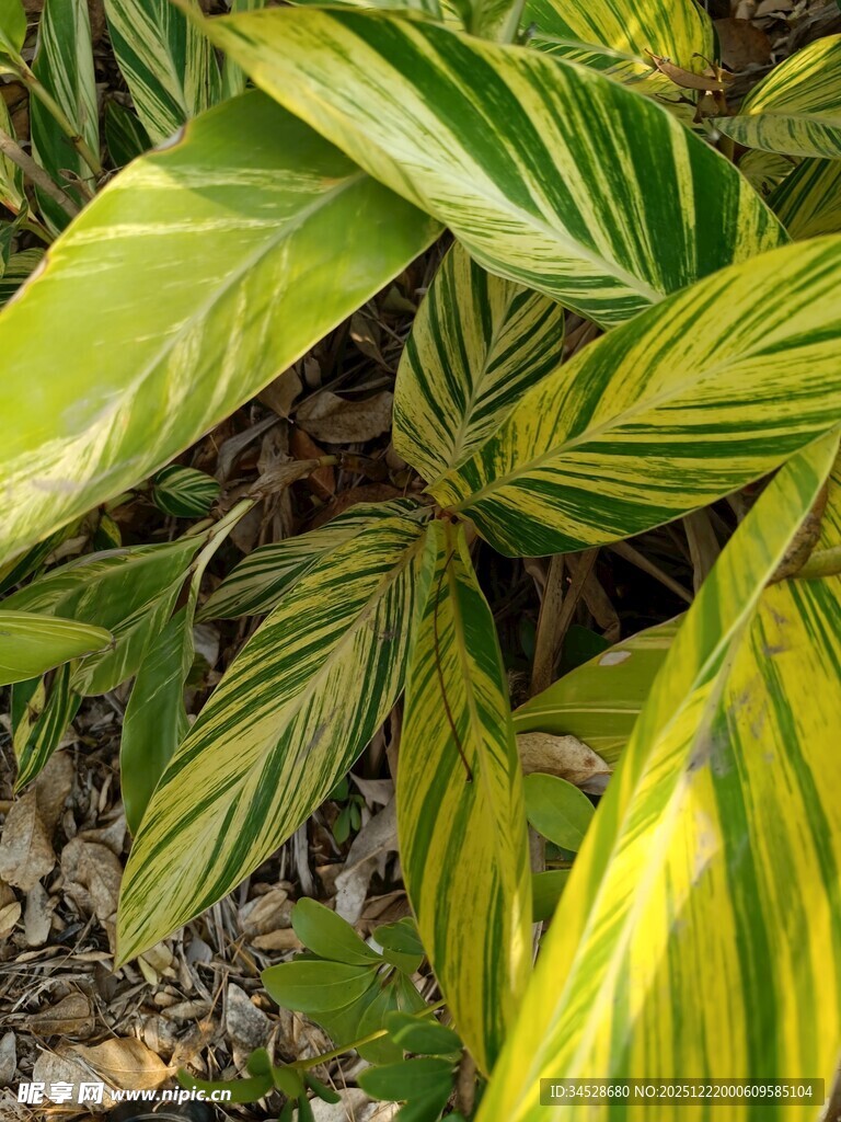 黄绿条纹叶片的植物特写