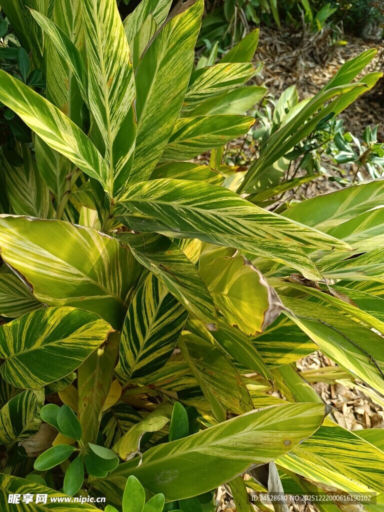 黄绿相间的斑斓观叶植物