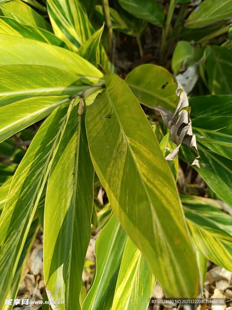 翠绿叶片的清新植物
