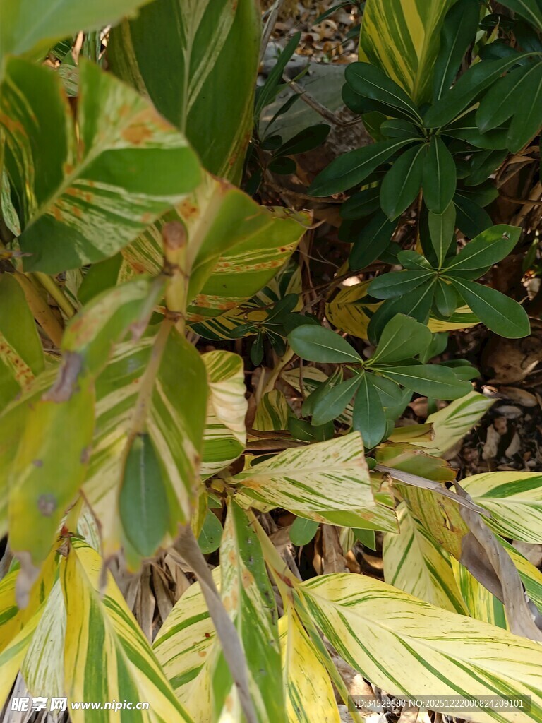 多彩斑斓的花叶植物