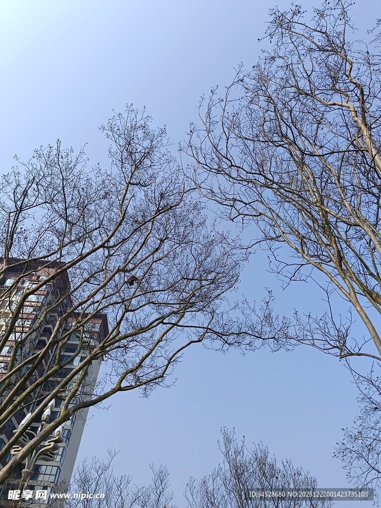 冬日枯树旁的古老建筑