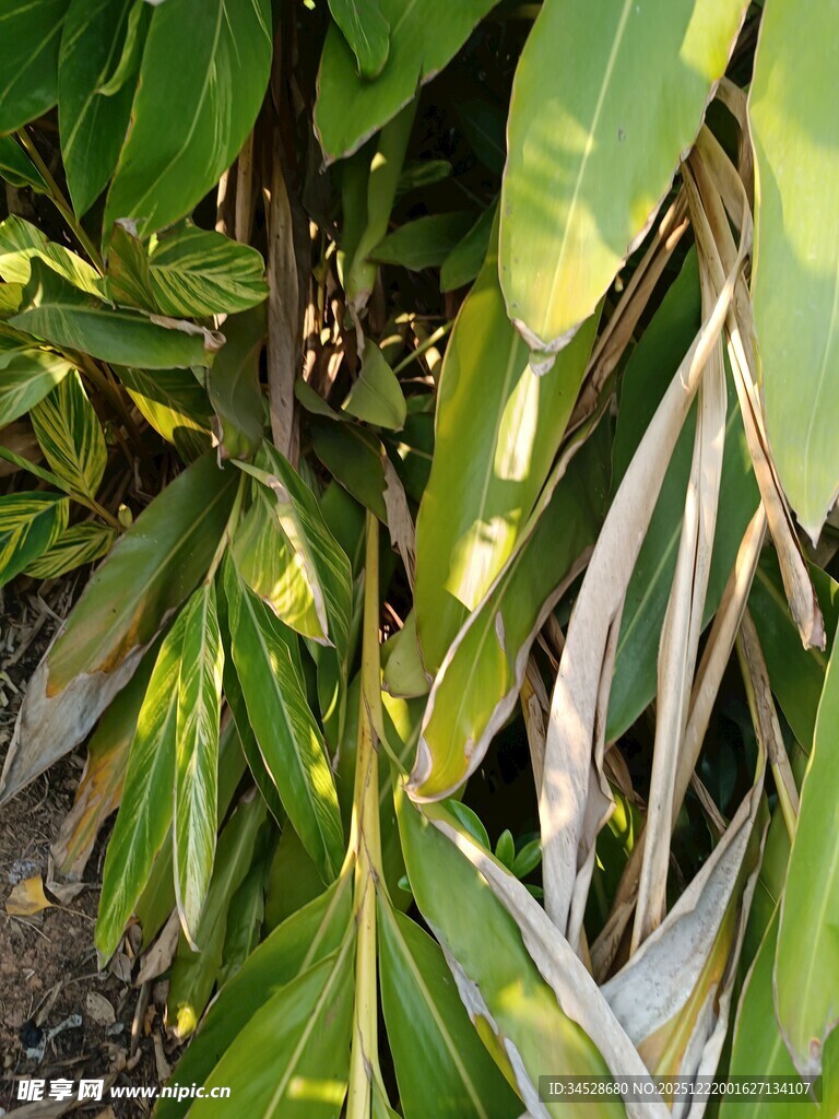 阳光下的翠绿植物叶片