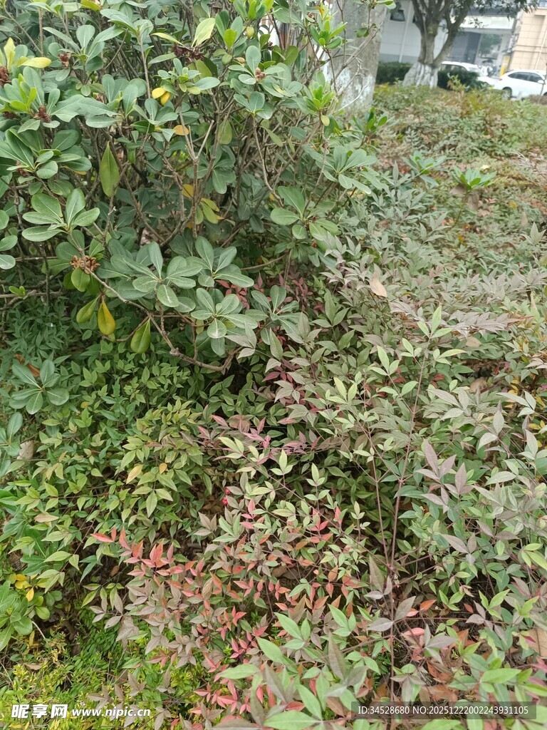 户外繁茂绿植景象