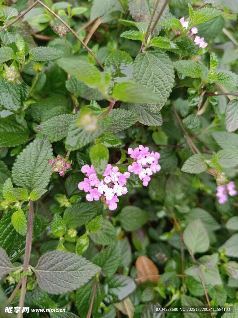 绿叶丛中绽放的粉紫色小花