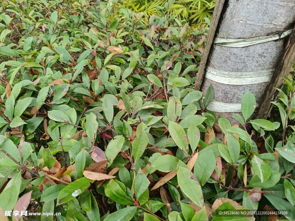 绿叶丛中的树干