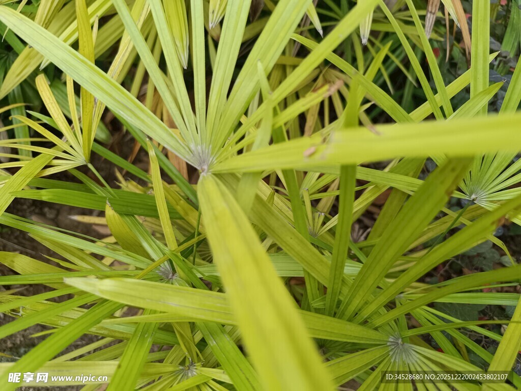 翠绿细长的植物叶片