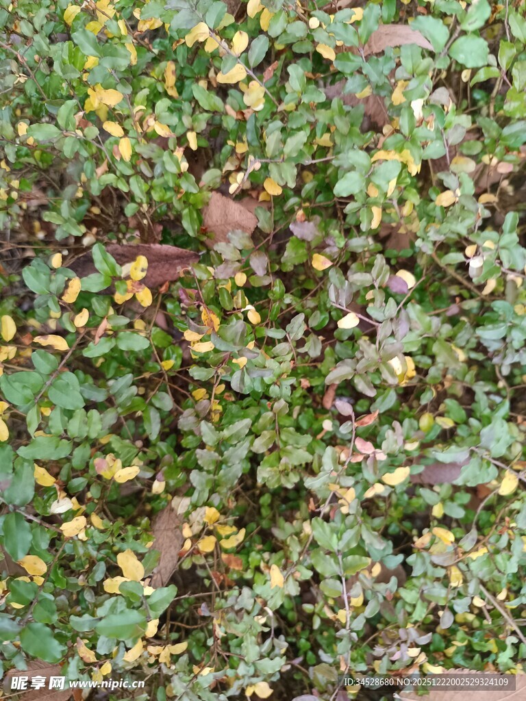 地面上的繁茂绿植