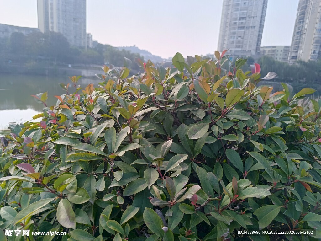 城市中的绿叶灌木丛