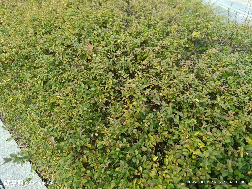 翠绿繁茂的灌木丛