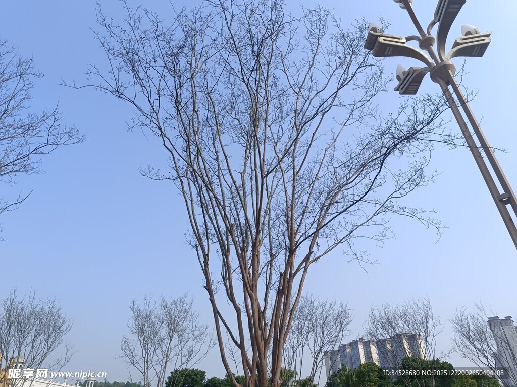 冬日枯树旁的独特风车