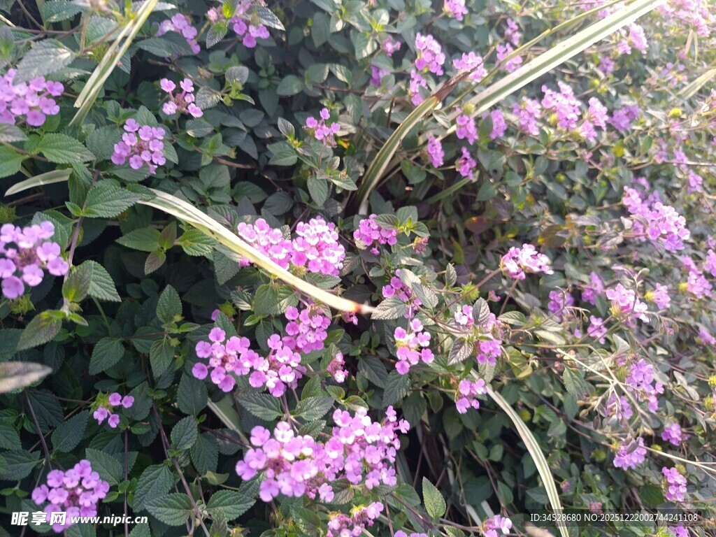 烂漫紫花绽放绿意间