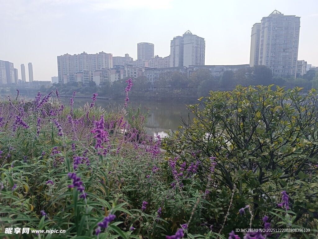 城市边的绚烂花丛景观
