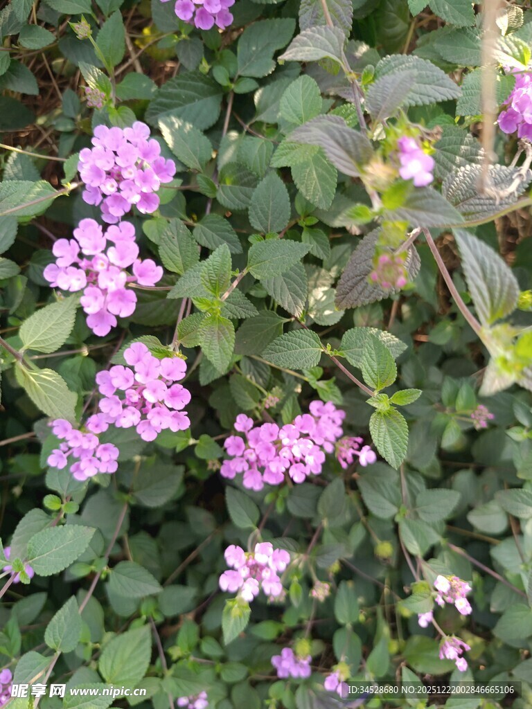 紫色小花绽放绿叶间