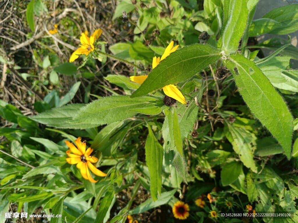绿叶丛中的黄色小花