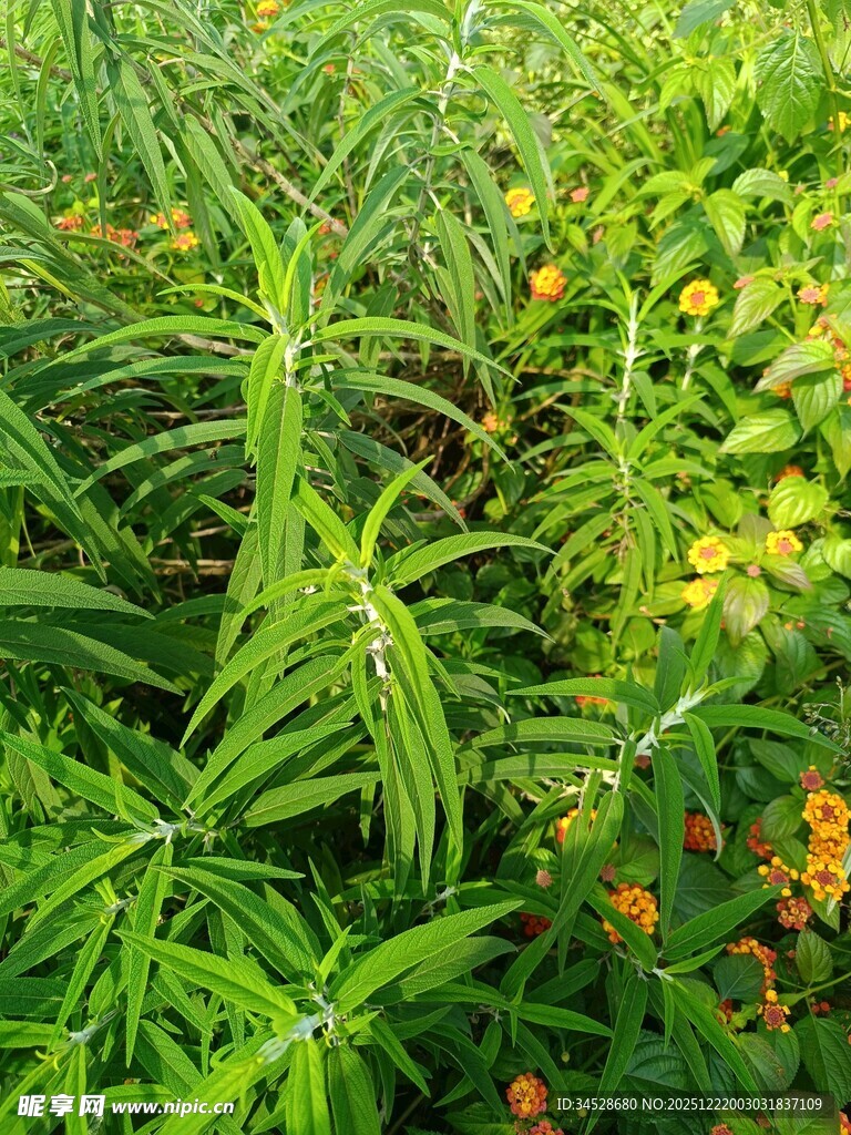 翠绿草丛中的鲜艳小花