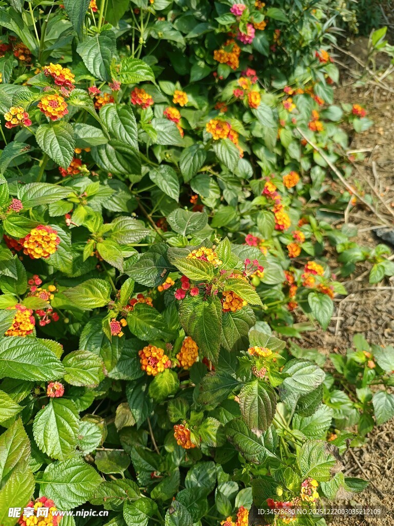 绿叶间的橙色小花绽放