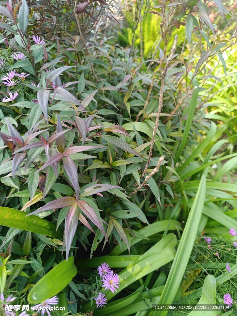 多彩植物丛中的生机景象