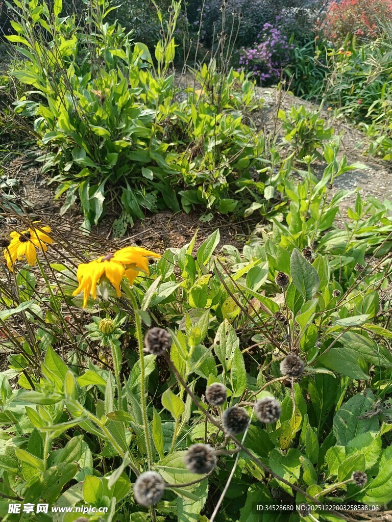 花园中的多彩植物景观