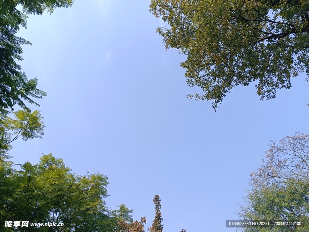 仰望蓝天绿树间的景致