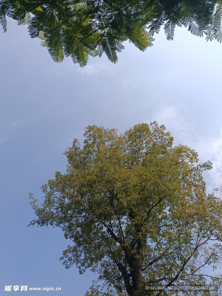 仰望蓝天绿树