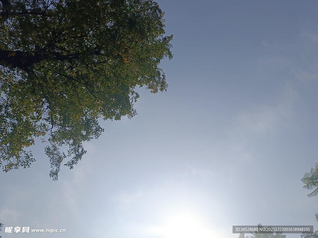 仰视阳光下的繁茂绿树