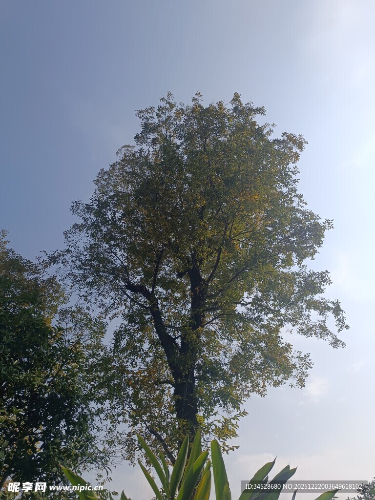 阳光下的挺拔树木