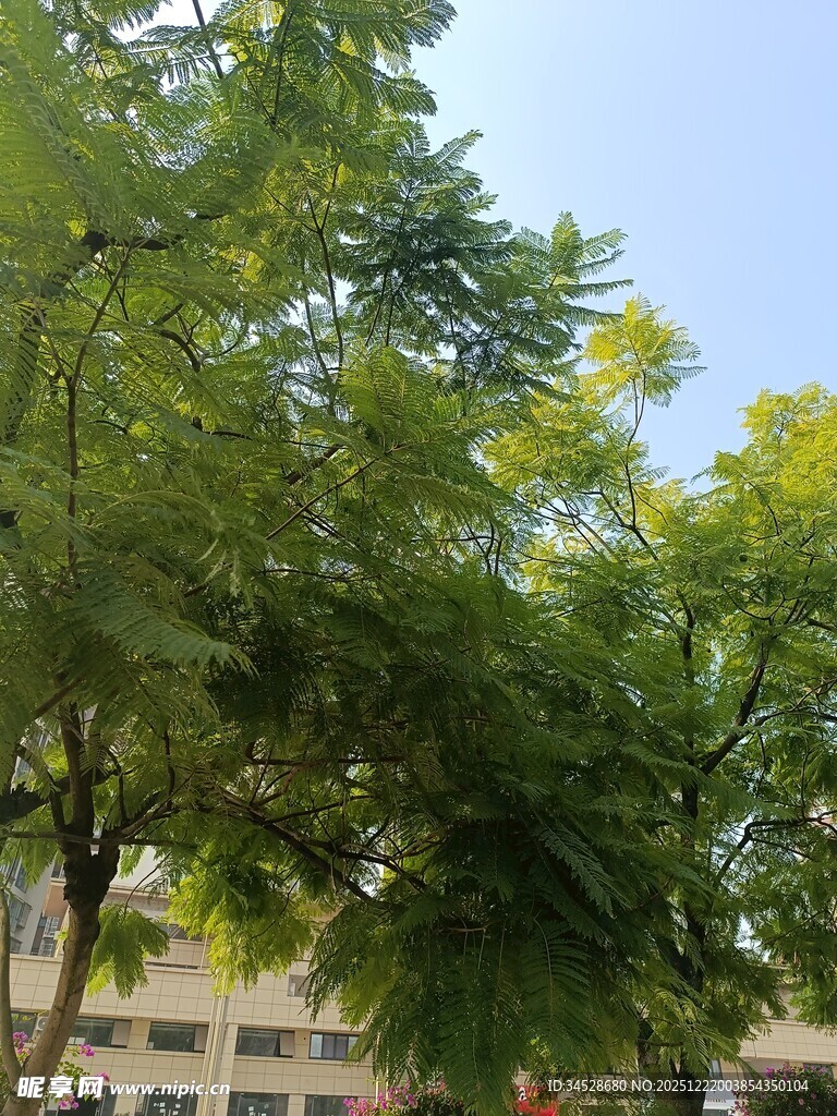 夏日繁茂绿树景观