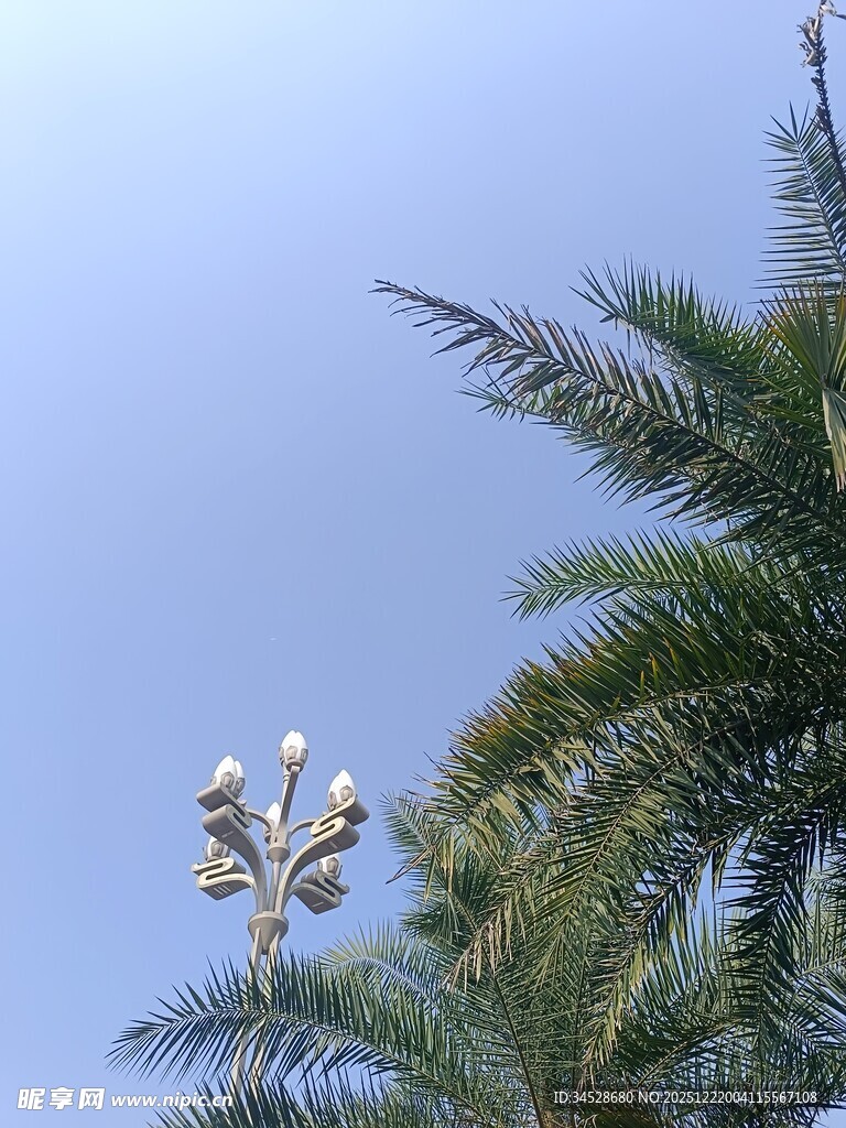 棕榈树顶的白色花序