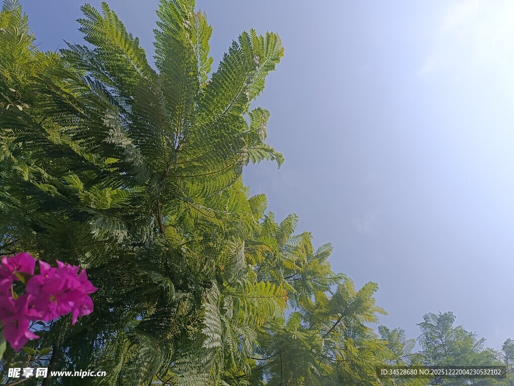 繁茂绿植与娇艳紫花