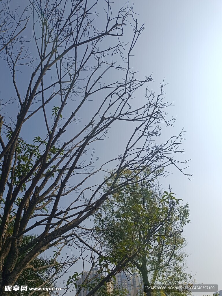 枯树枝干与朦胧天空