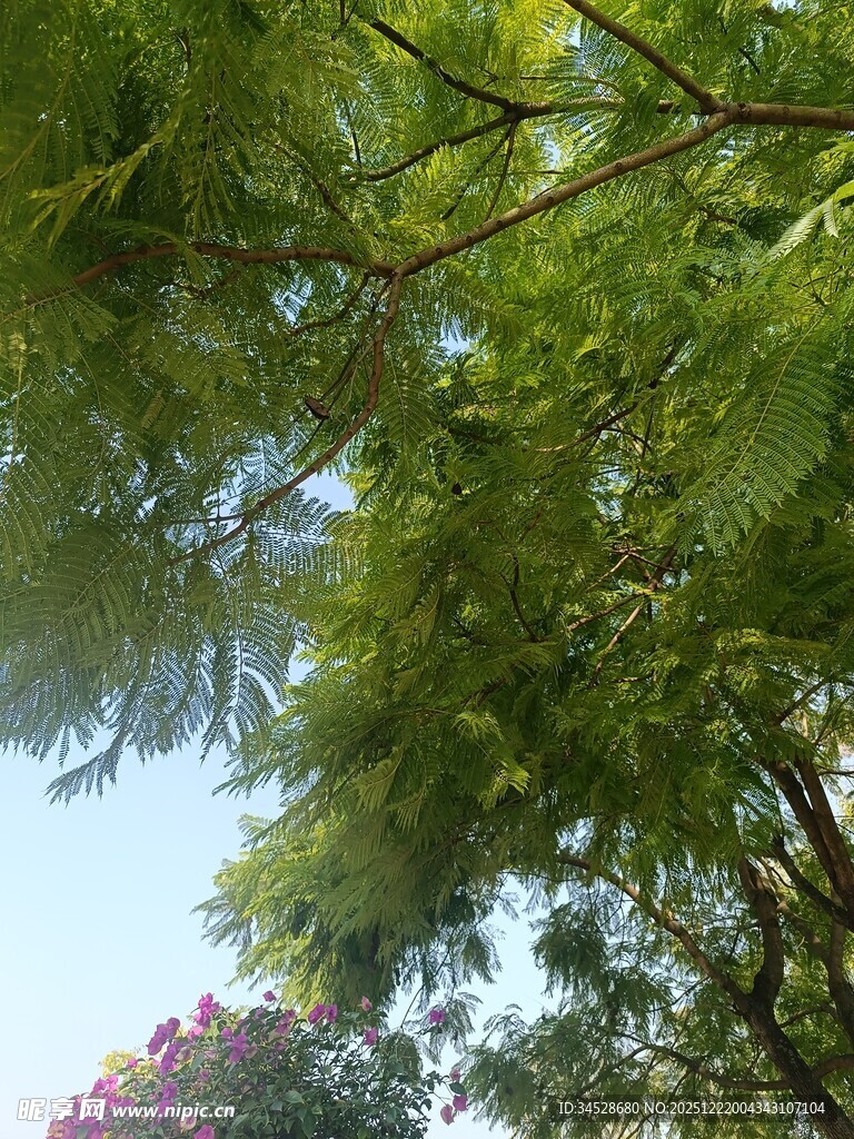 枝叶繁茂的绿树景观