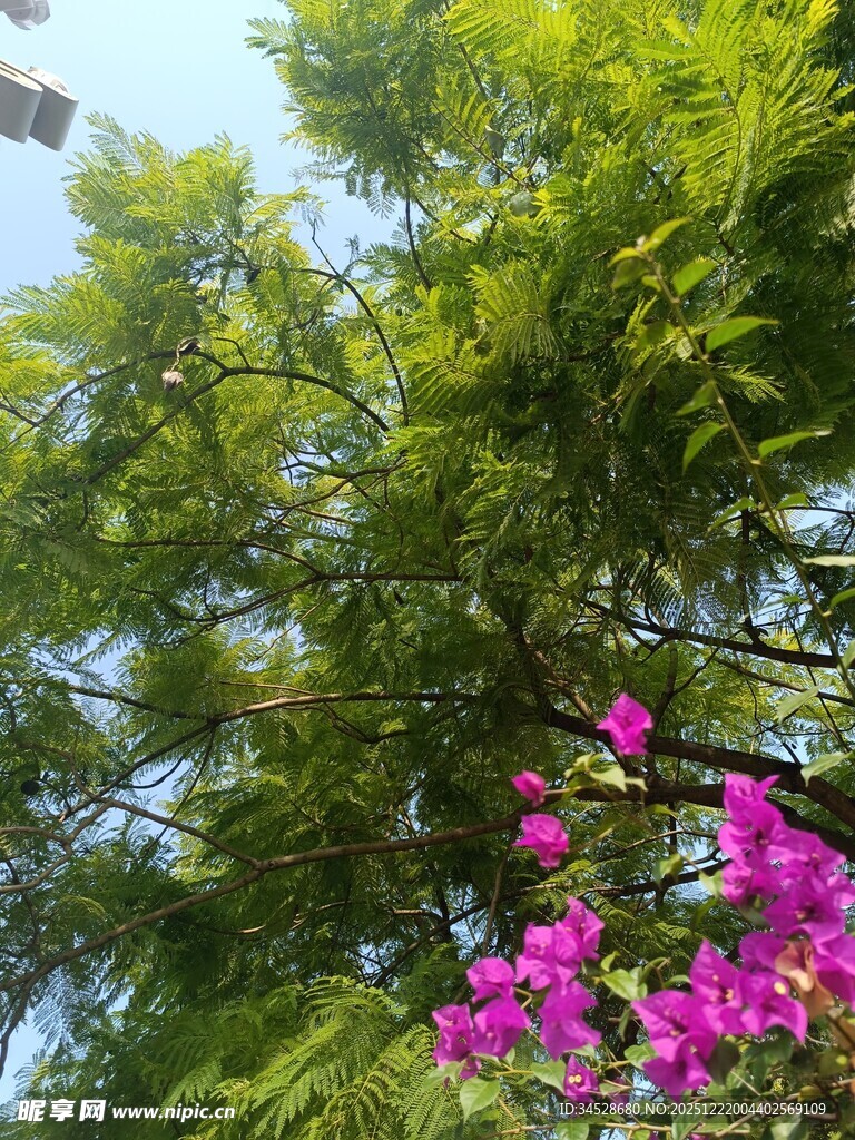 绿树繁花的自然景致