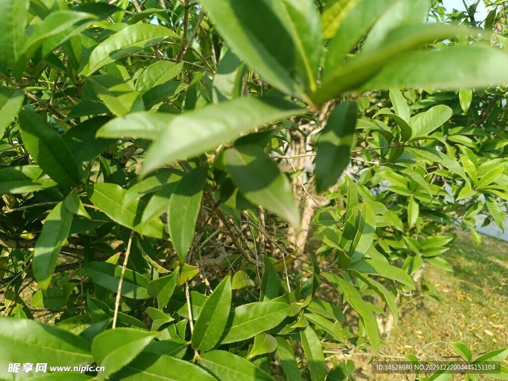 茂密绿植中的一株植物