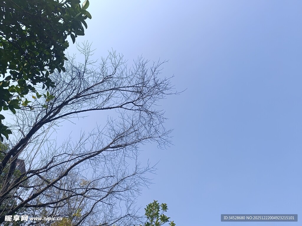 蓝天映衬下的光秃树枝