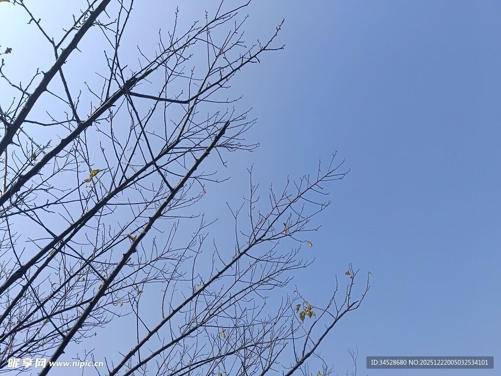 蓝天映衬下的光秃树枝