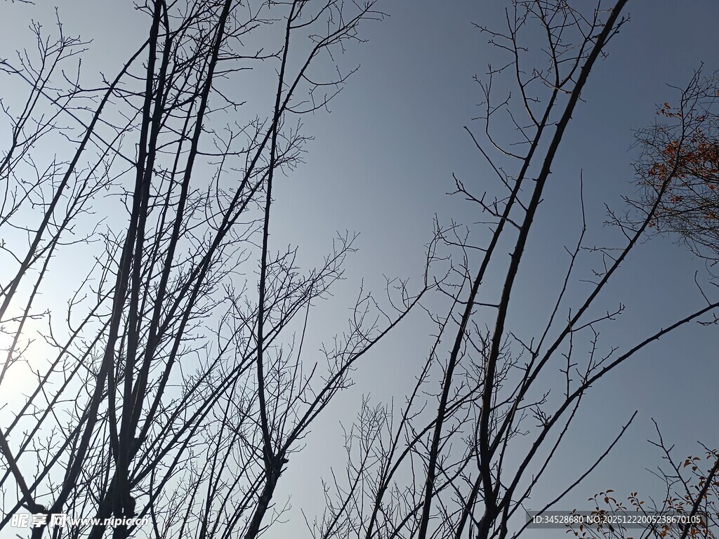 冬日枯树枝与晴朗天空