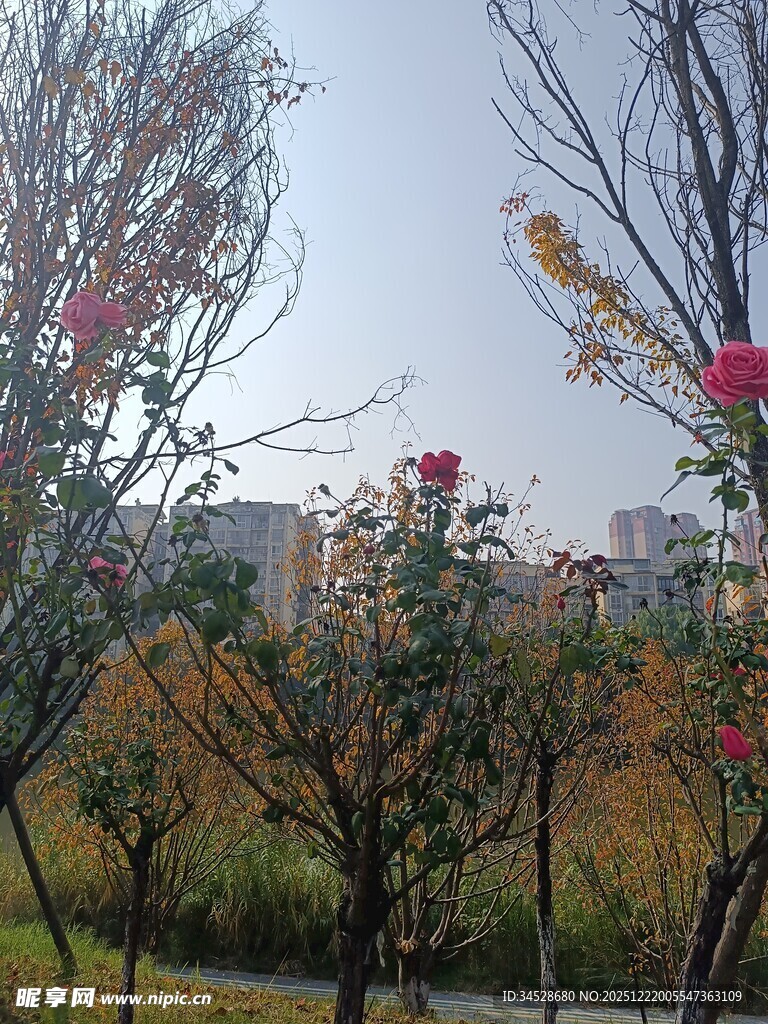 秋日繁花点缀的树木景观