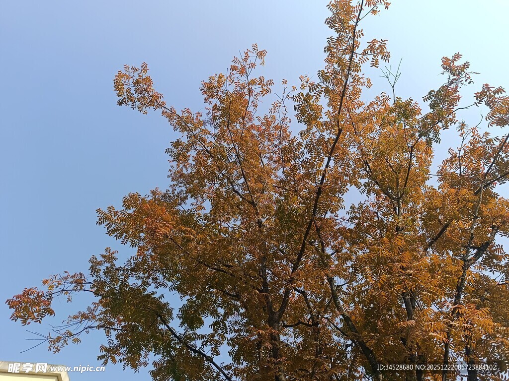 秋日金黄树叶映蓝天