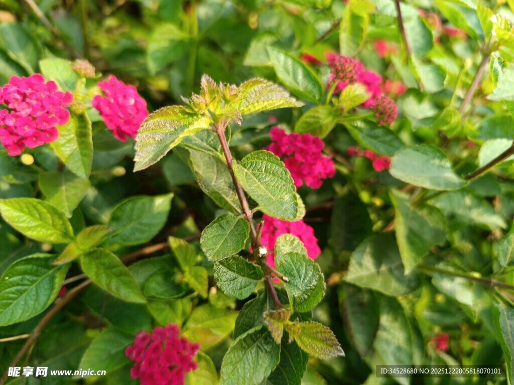 娇艳玫红花朵绿叶相伴