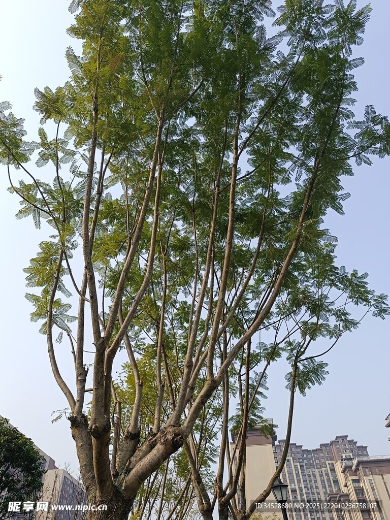 城市中的葱郁树木