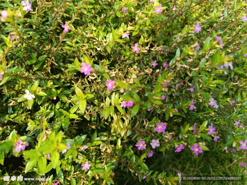 绿叶丛中的紫色小花