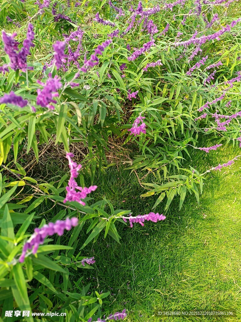 紫色花丛中的自然美景