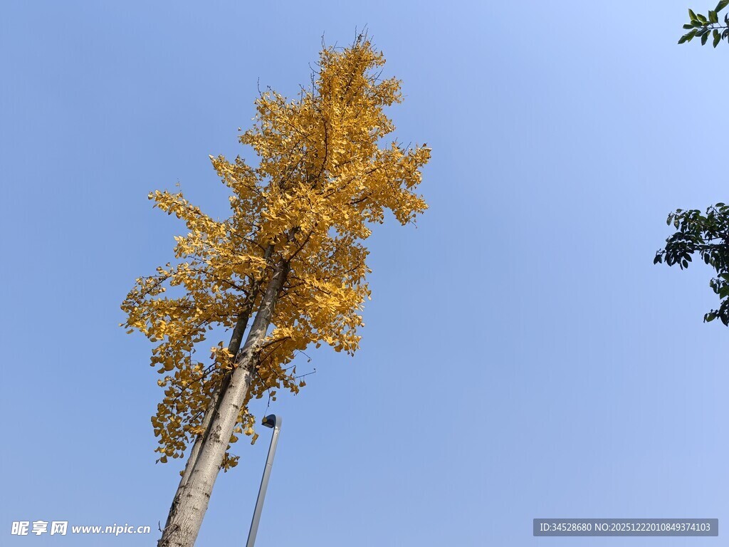 蓝天映衬下的金黄银杏树