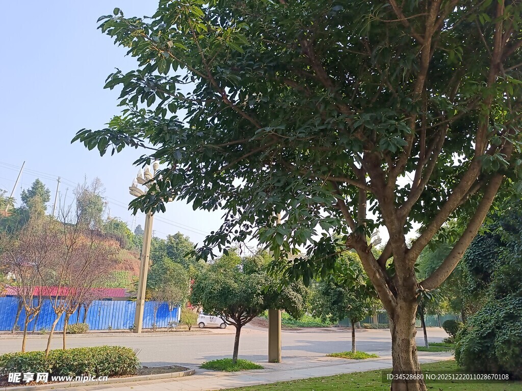 公园绿荫下的休闲场景